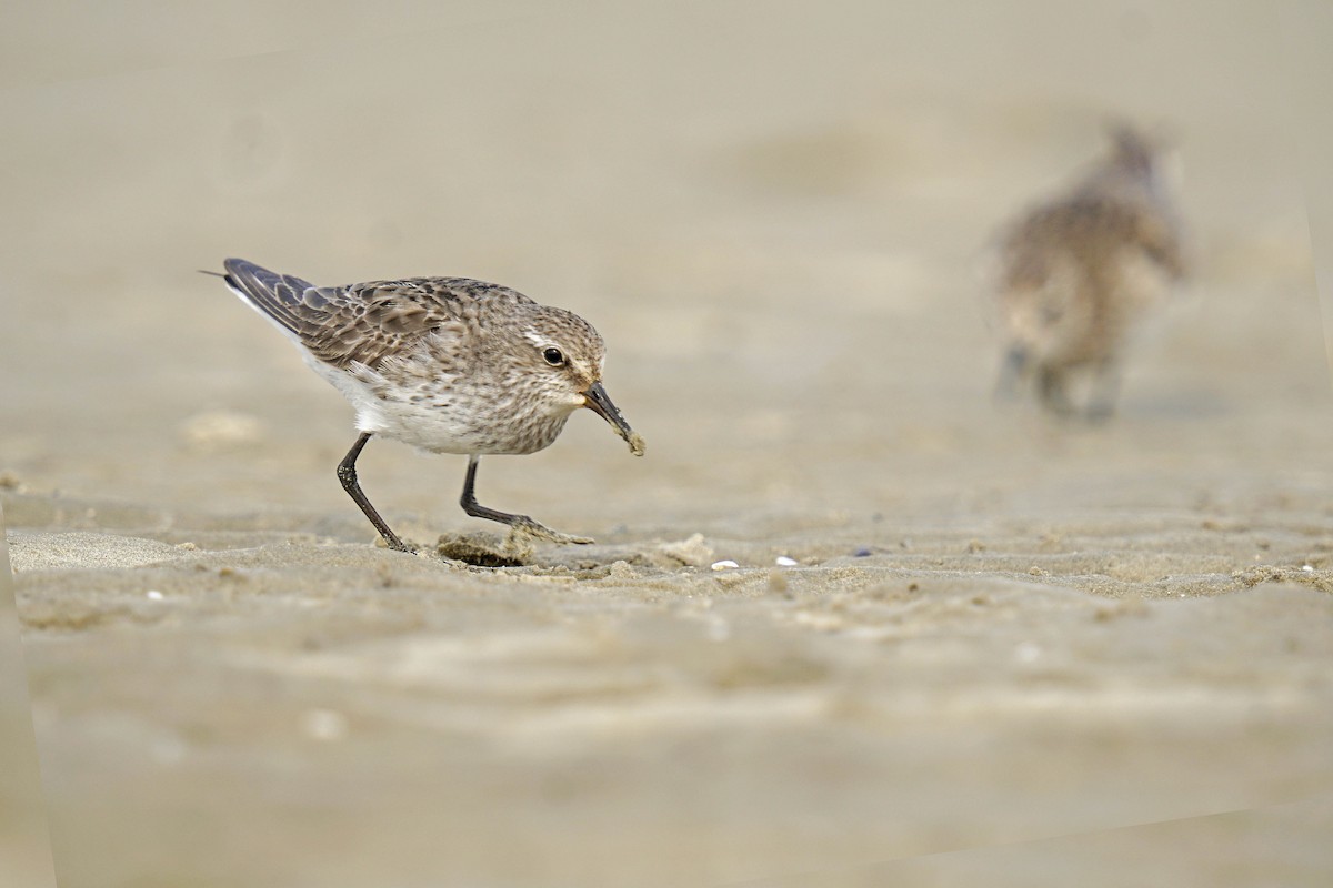 White-rumped Sandpiper - Adrian Antunez