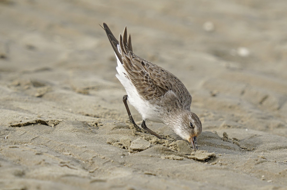 White-rumped Sandpiper - Adrian Antunez