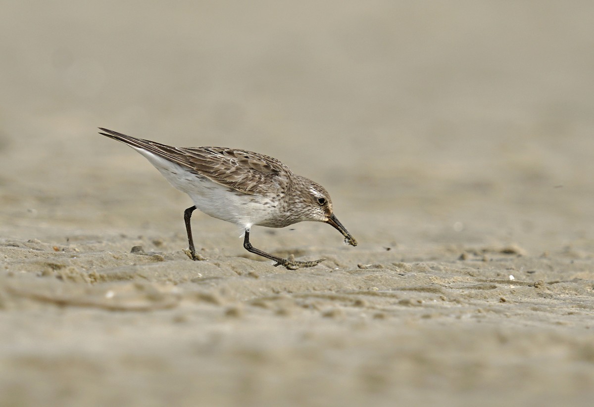 White-rumped Sandpiper - Adrian Antunez