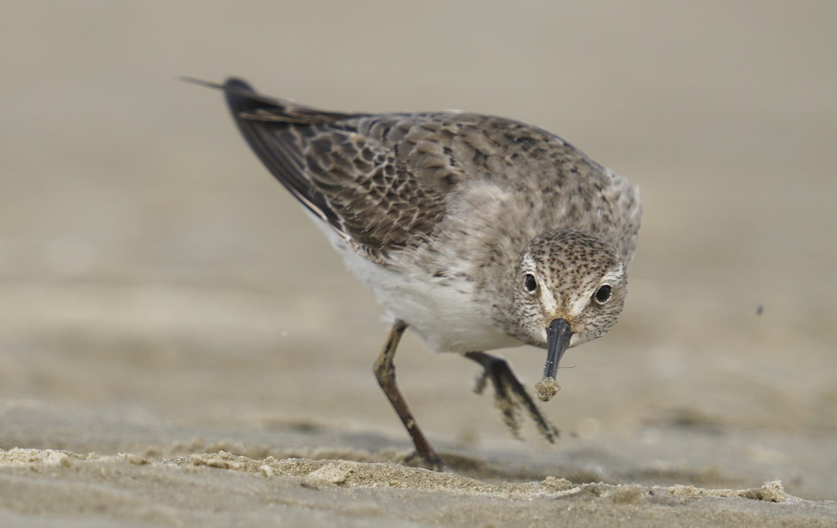 Weißbürzel-Strandläufer - ML485735471