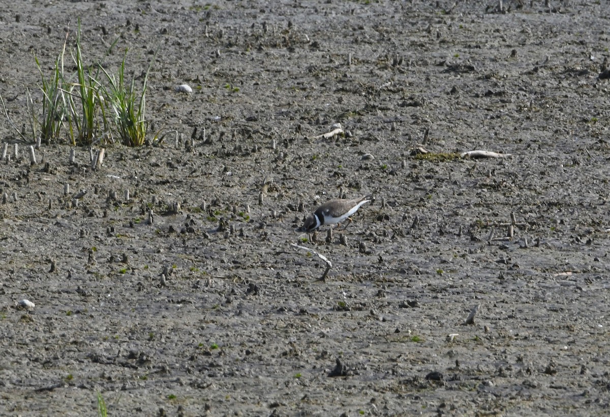 Semipalmated Plover - ML485735801