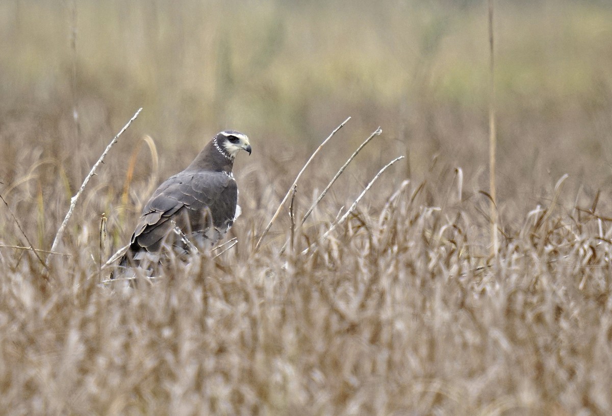 Long-winged Harrier - ML485736341