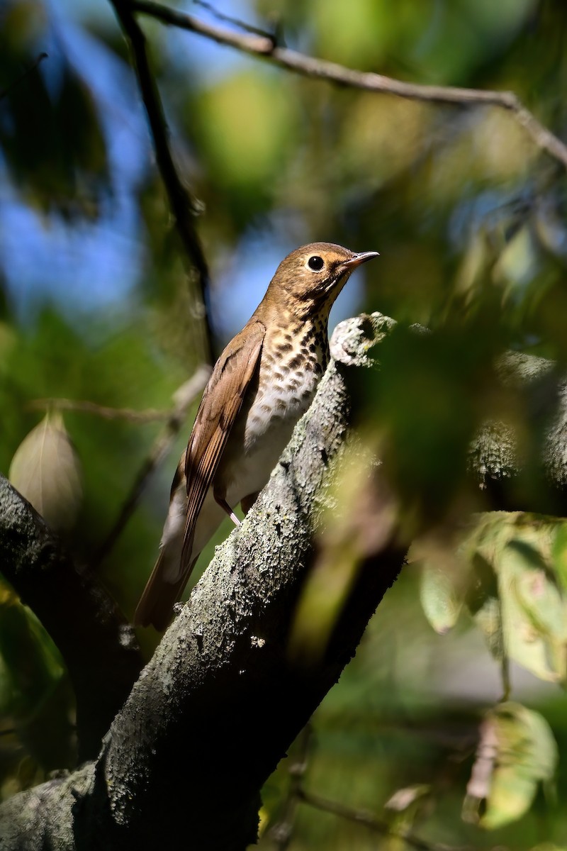 Swainson's Thrush - ML485738741