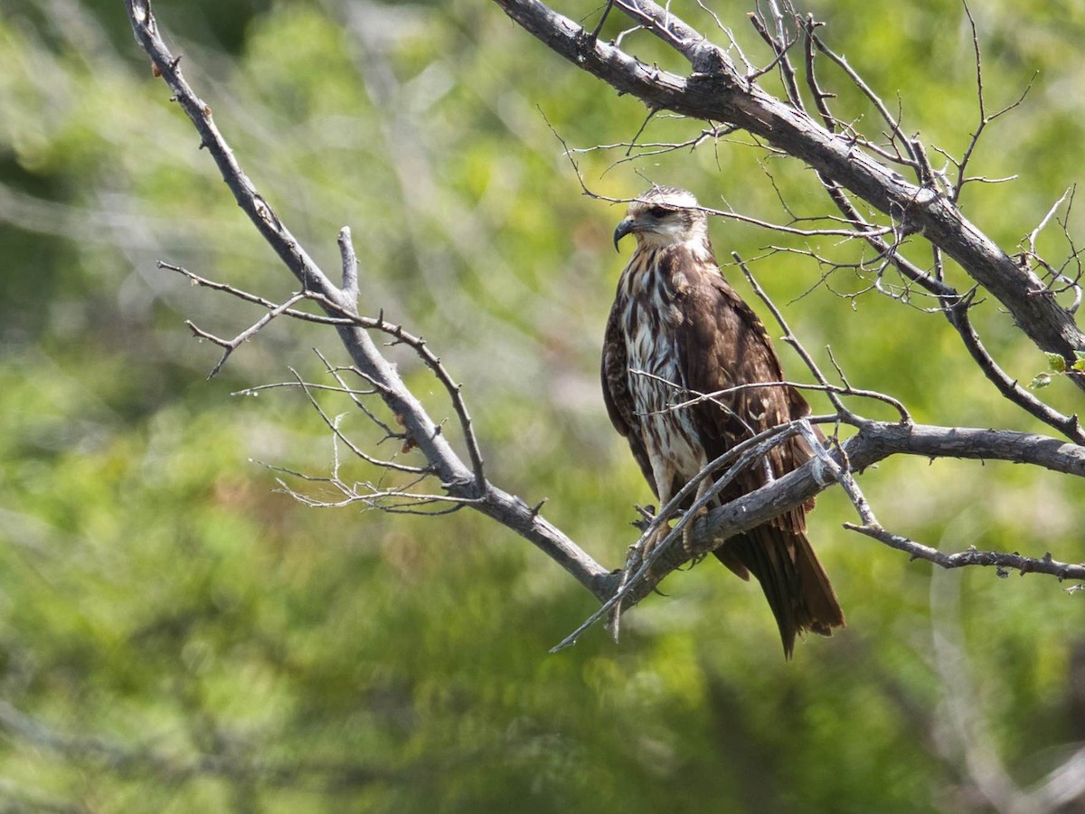 Snail Kite - ML485742941