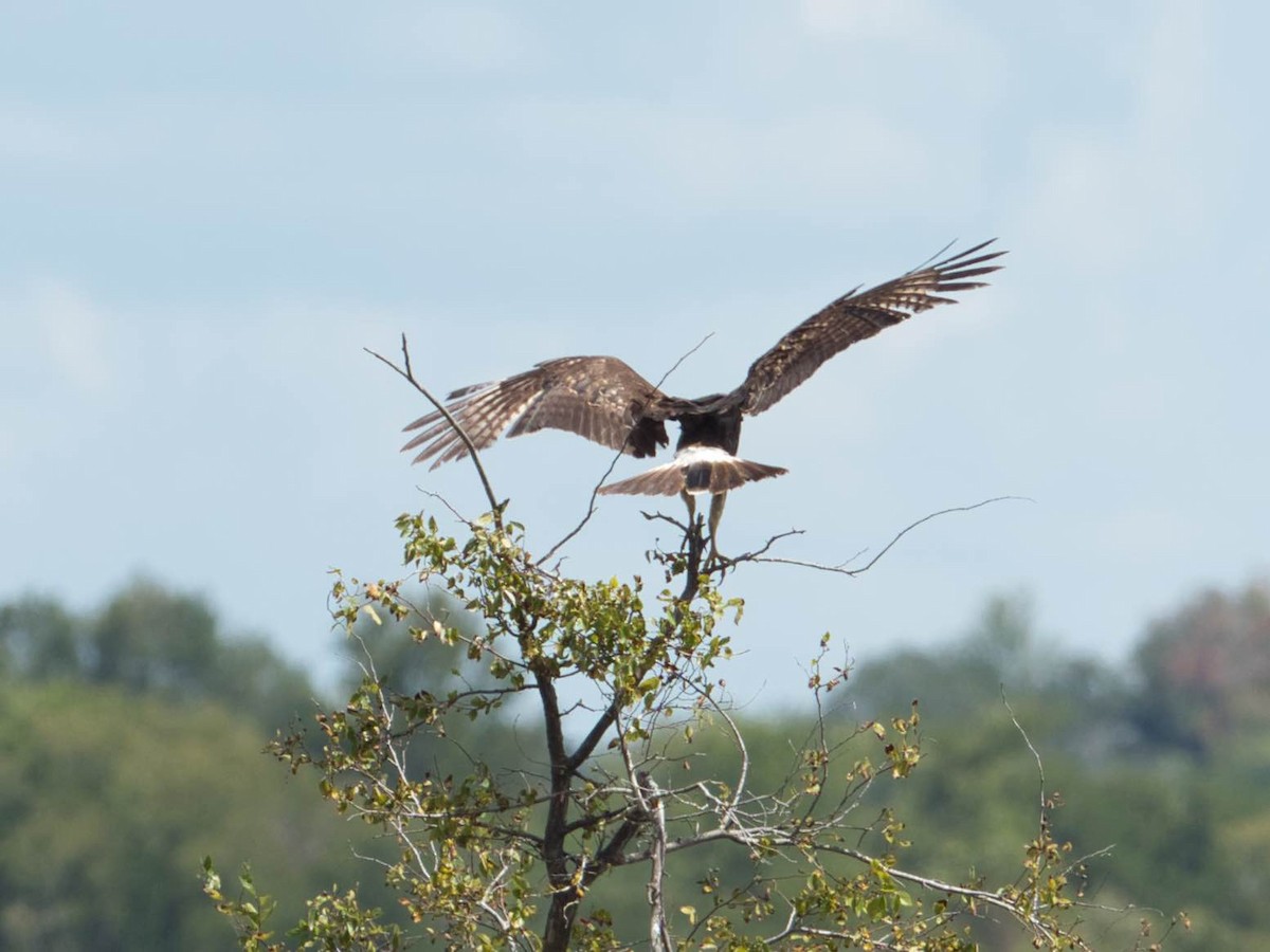 Schneckenbussard - ML485742951