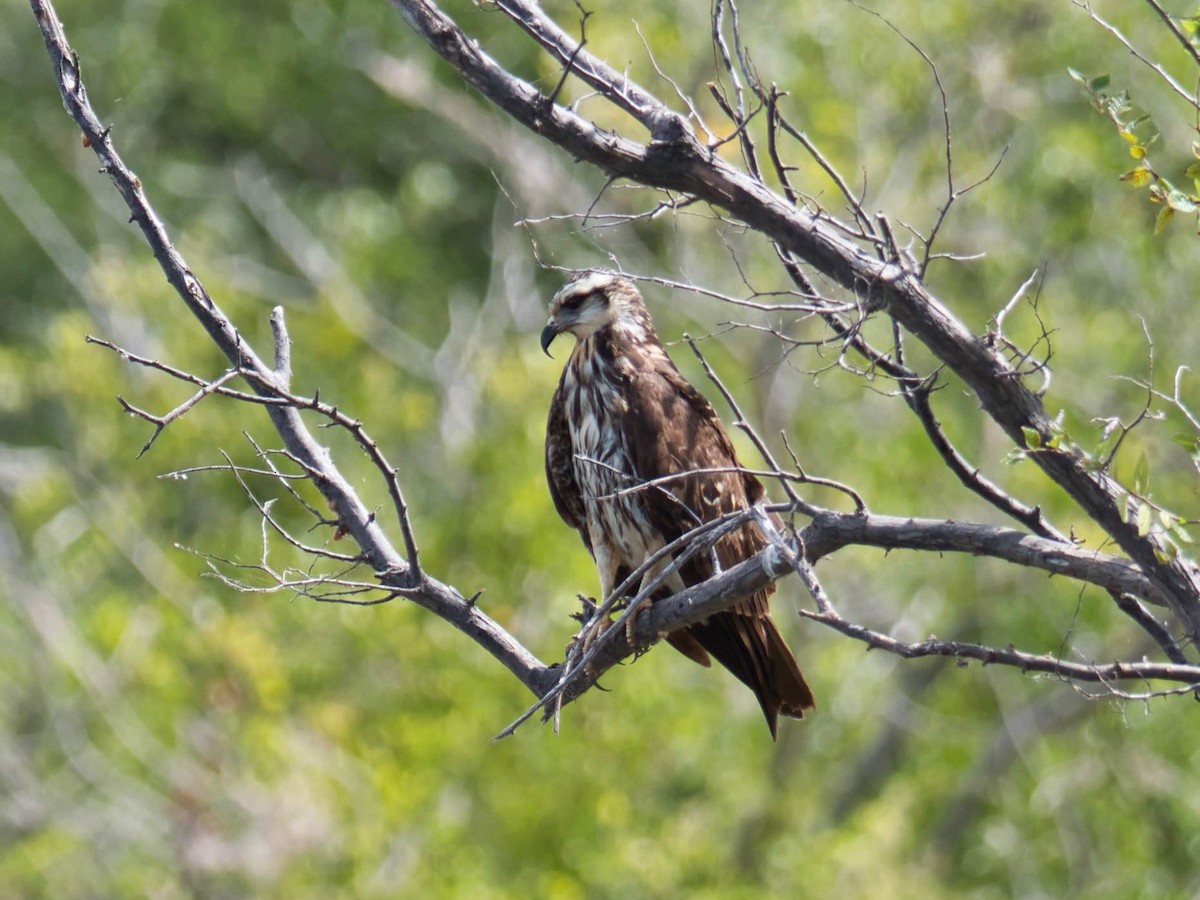 Snail Kite - ML485742961