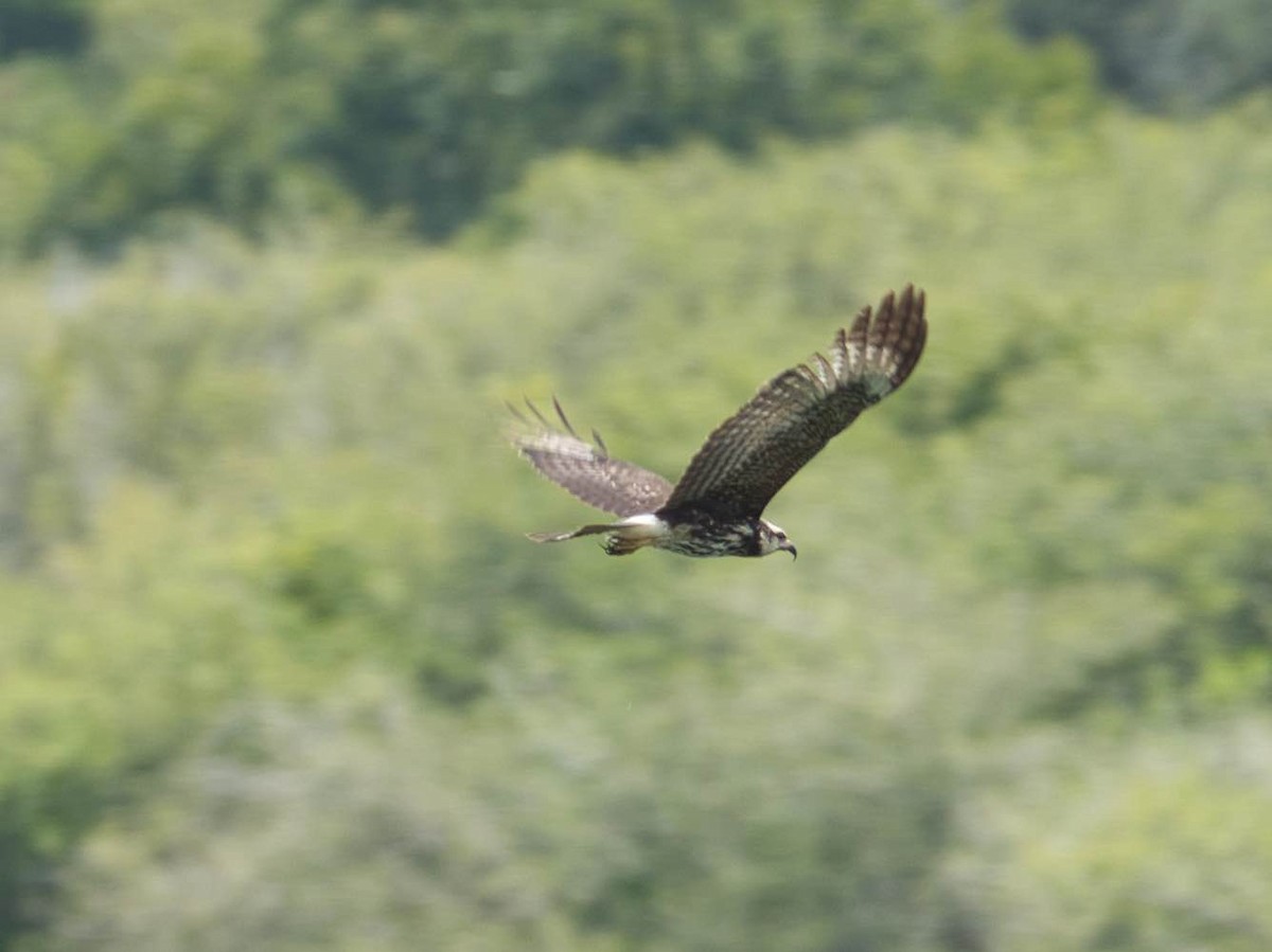 Schneckenbussard - ML485742971