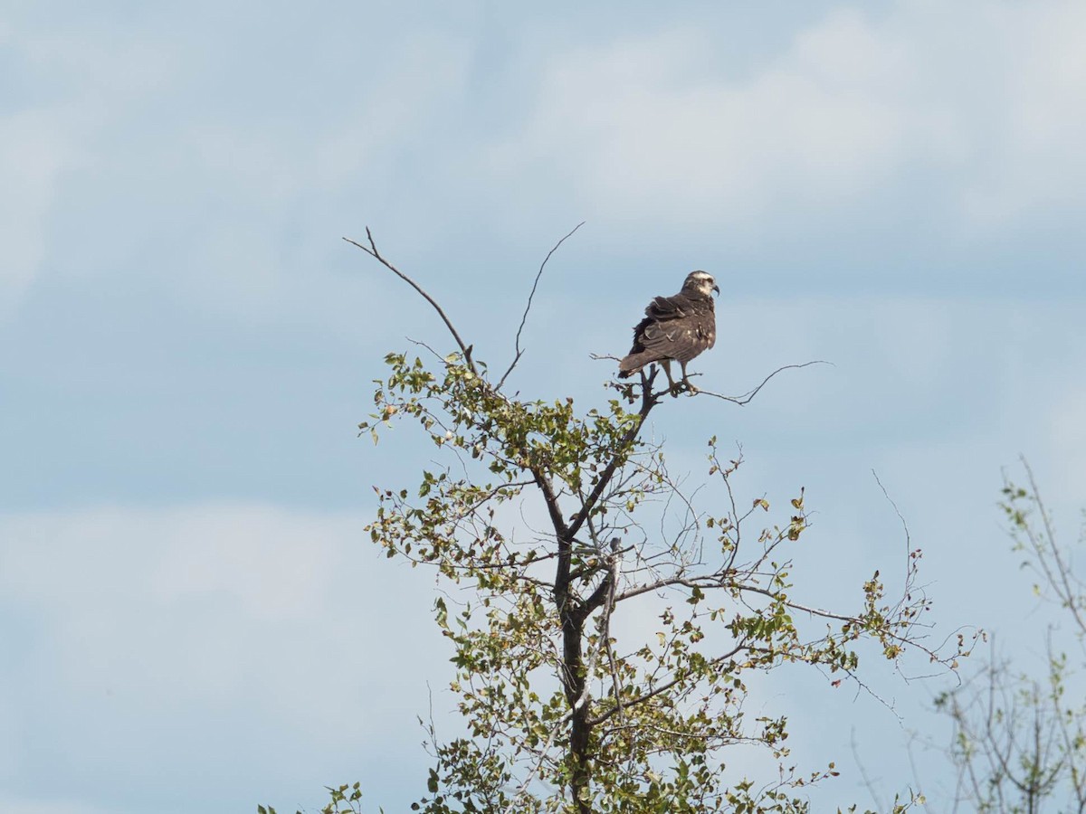 Snail Kite - ML485742981