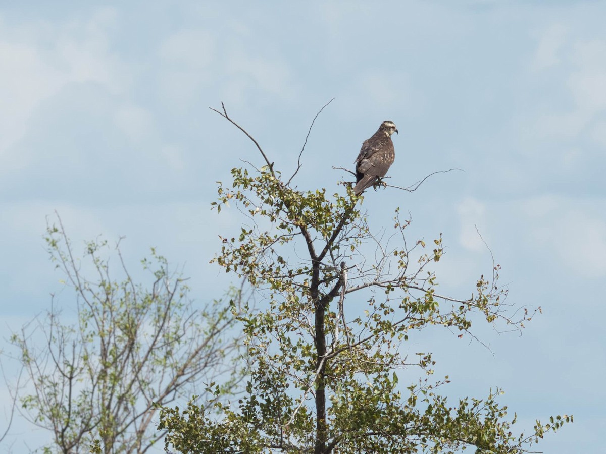 Schneckenbussard - ML485742991