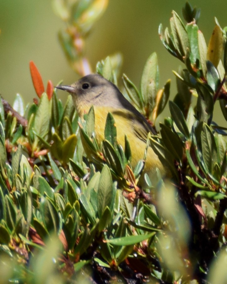 Nashville Warbler - ML485743151