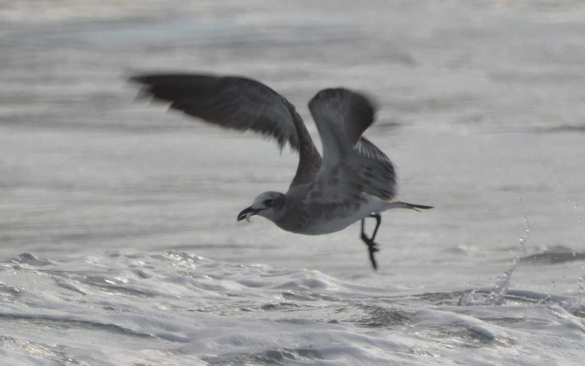 Laughing Gull - ML485743251