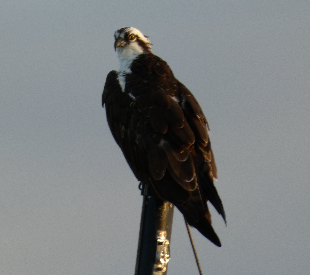 Águila Pescadora - ML485743781