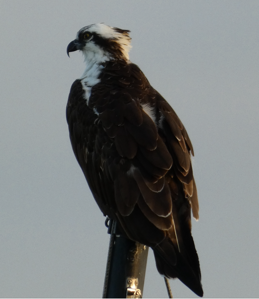 Osprey - ML485743791