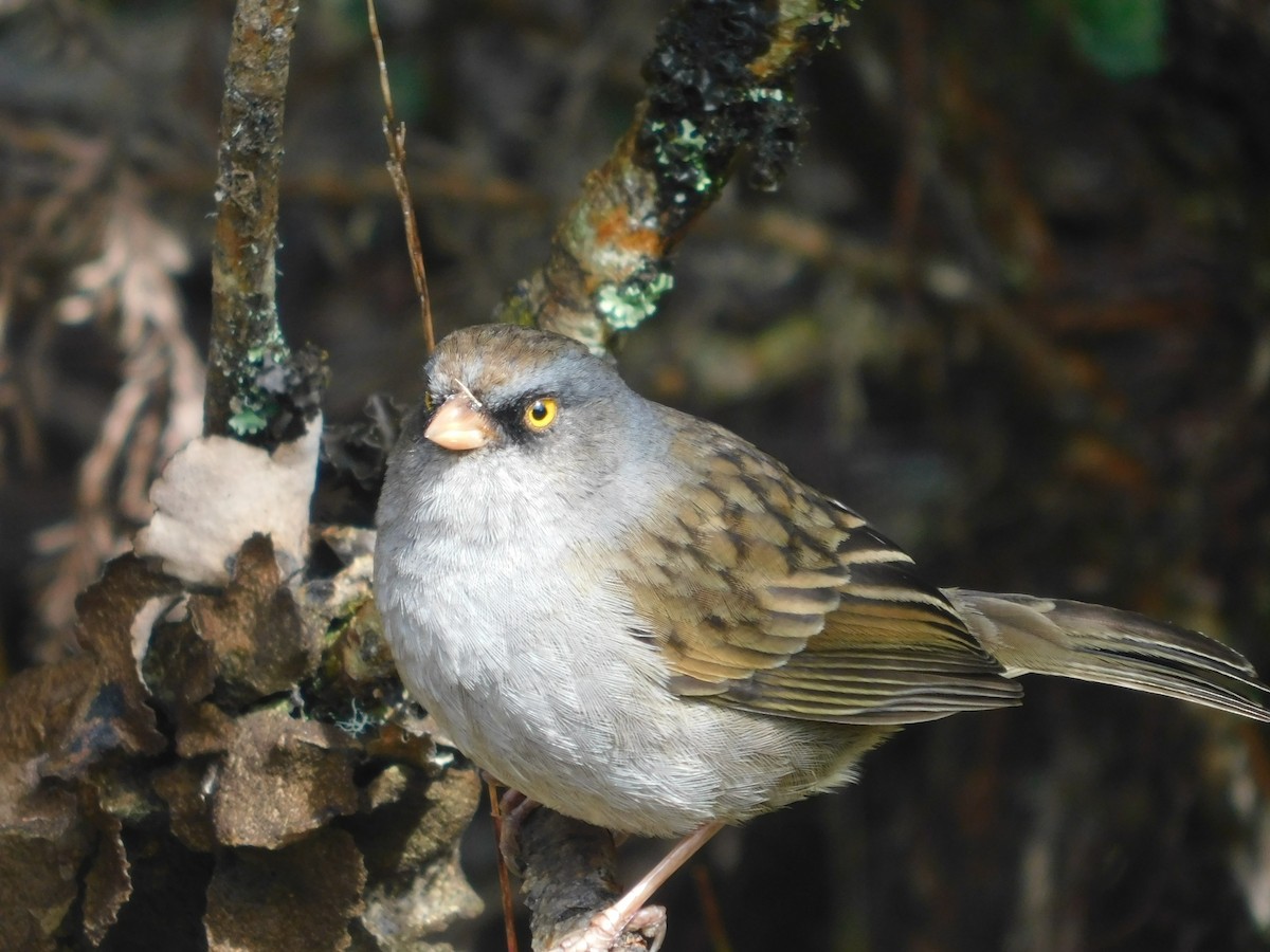 Volcano Junco - ML48574381