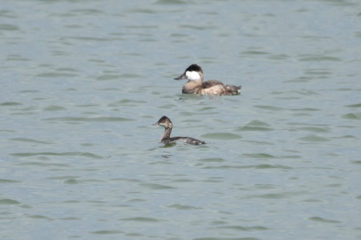 Eared Grebe - Robert G. Buckert