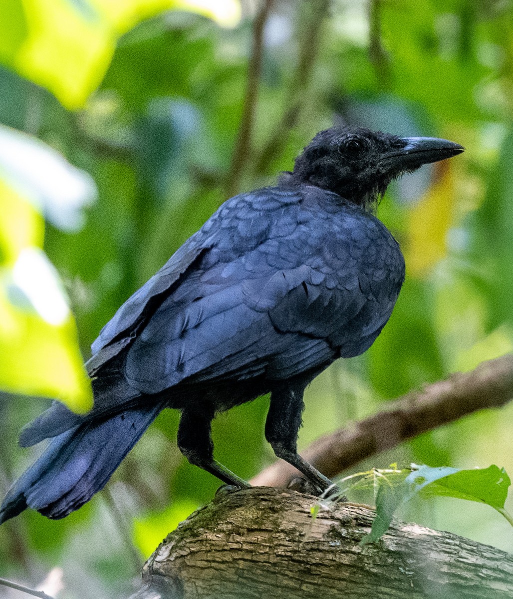 American Crow - ML485744401