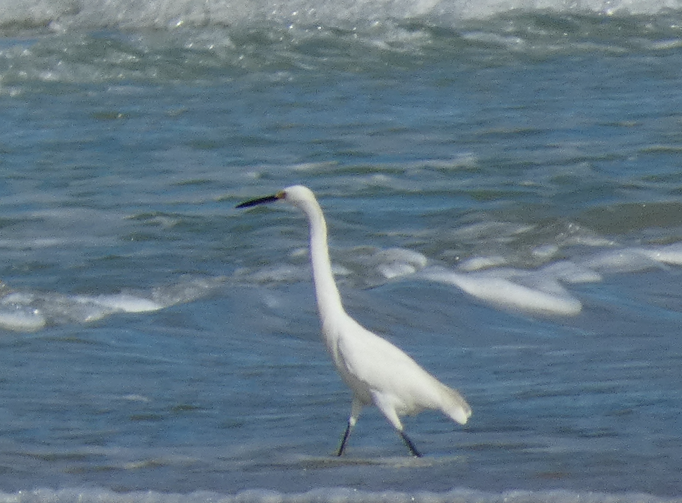 Snowy Egret - ML485745301