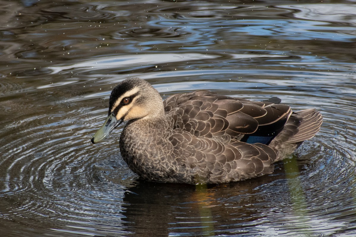 Canard à sourcils - ML485745511