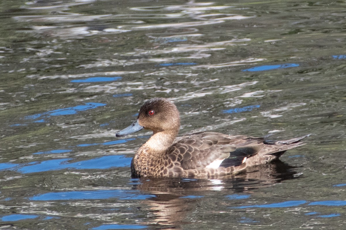 Chestnut Teal - ML485745531