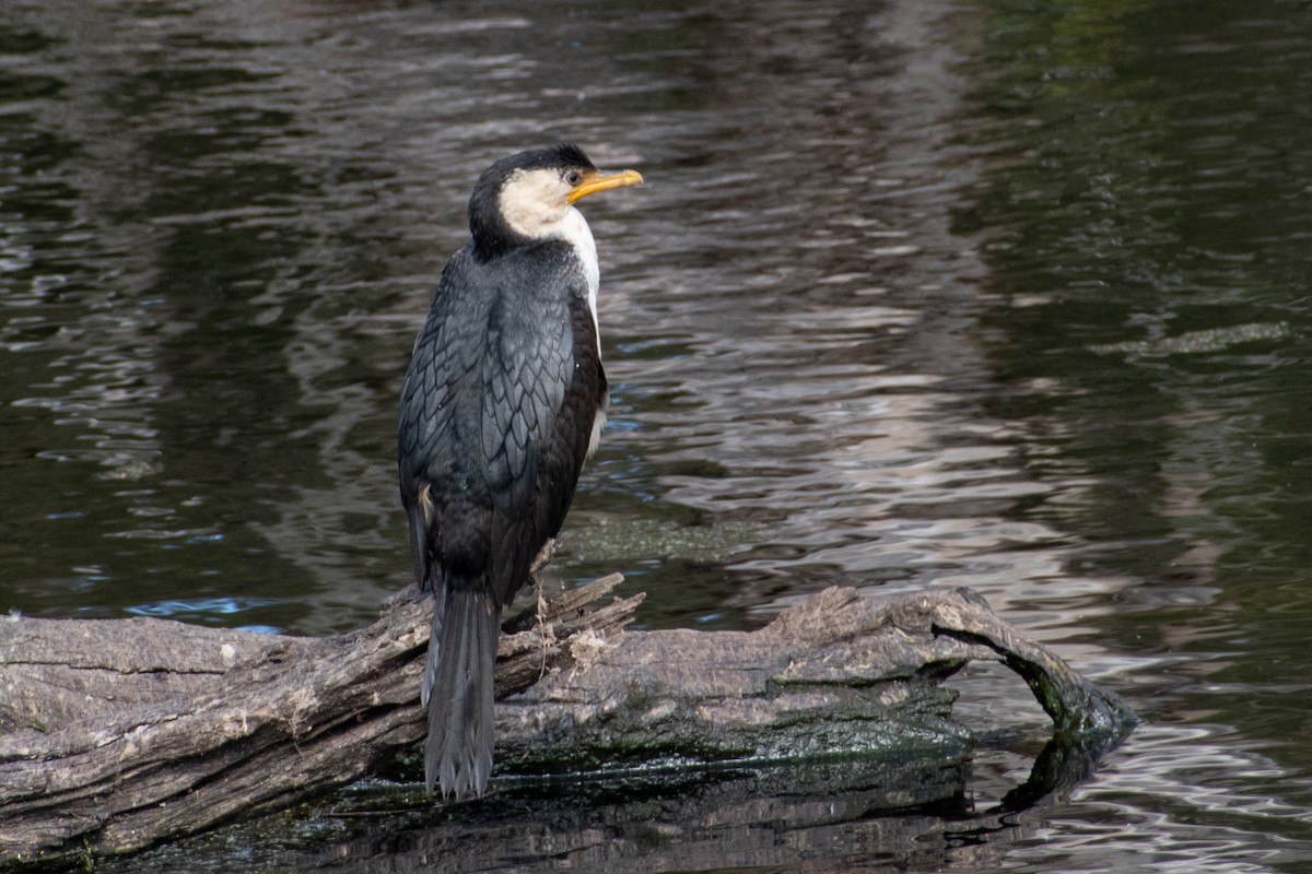 Little Pied Cormorant - Ben Johnson