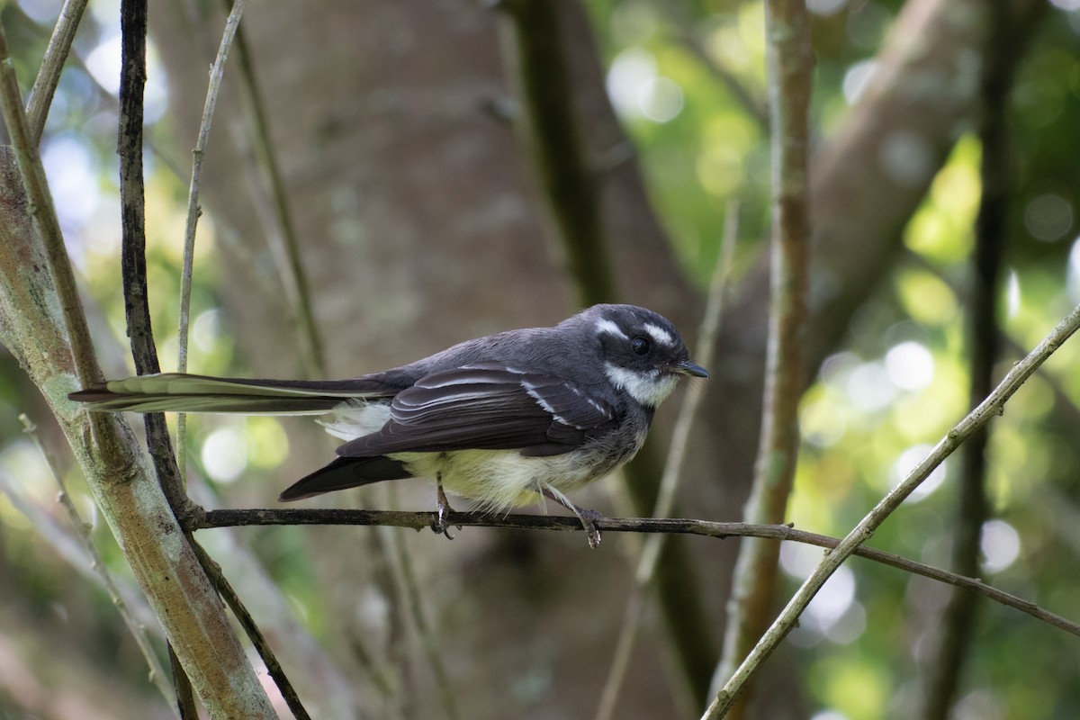 Gray Fantail - ML485745611