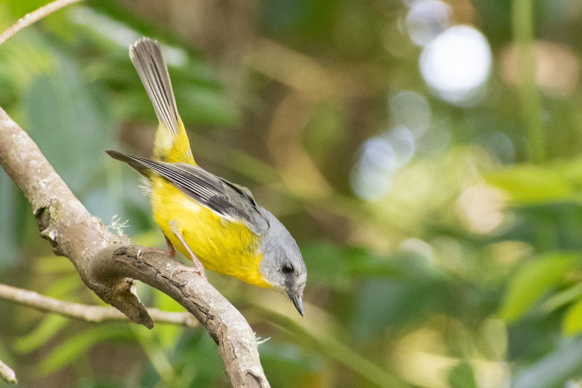 Eastern Yellow Robin - ML485745661