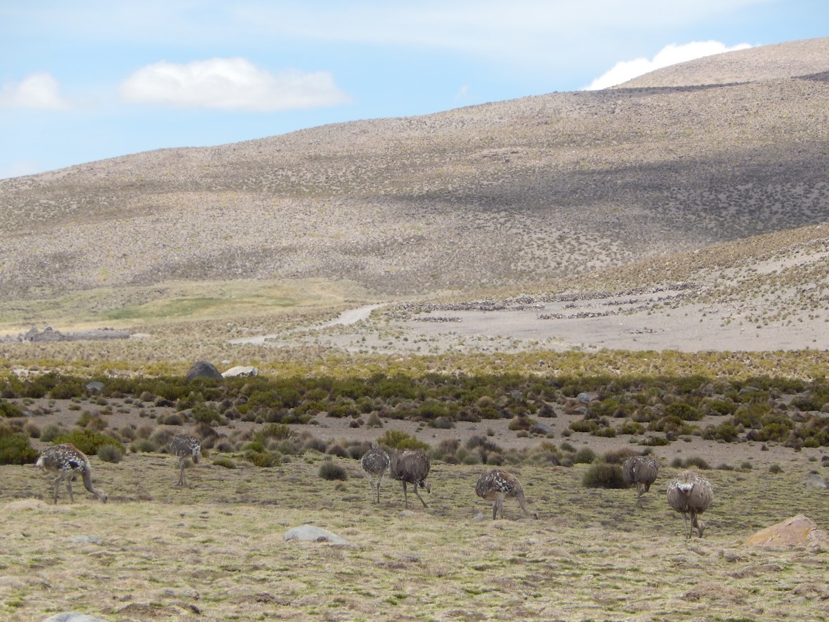 Lesser Rhea (Puna) - Eduardo Costoya