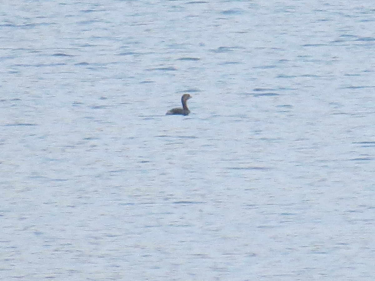 Pied-billed Grebe - ML485746351