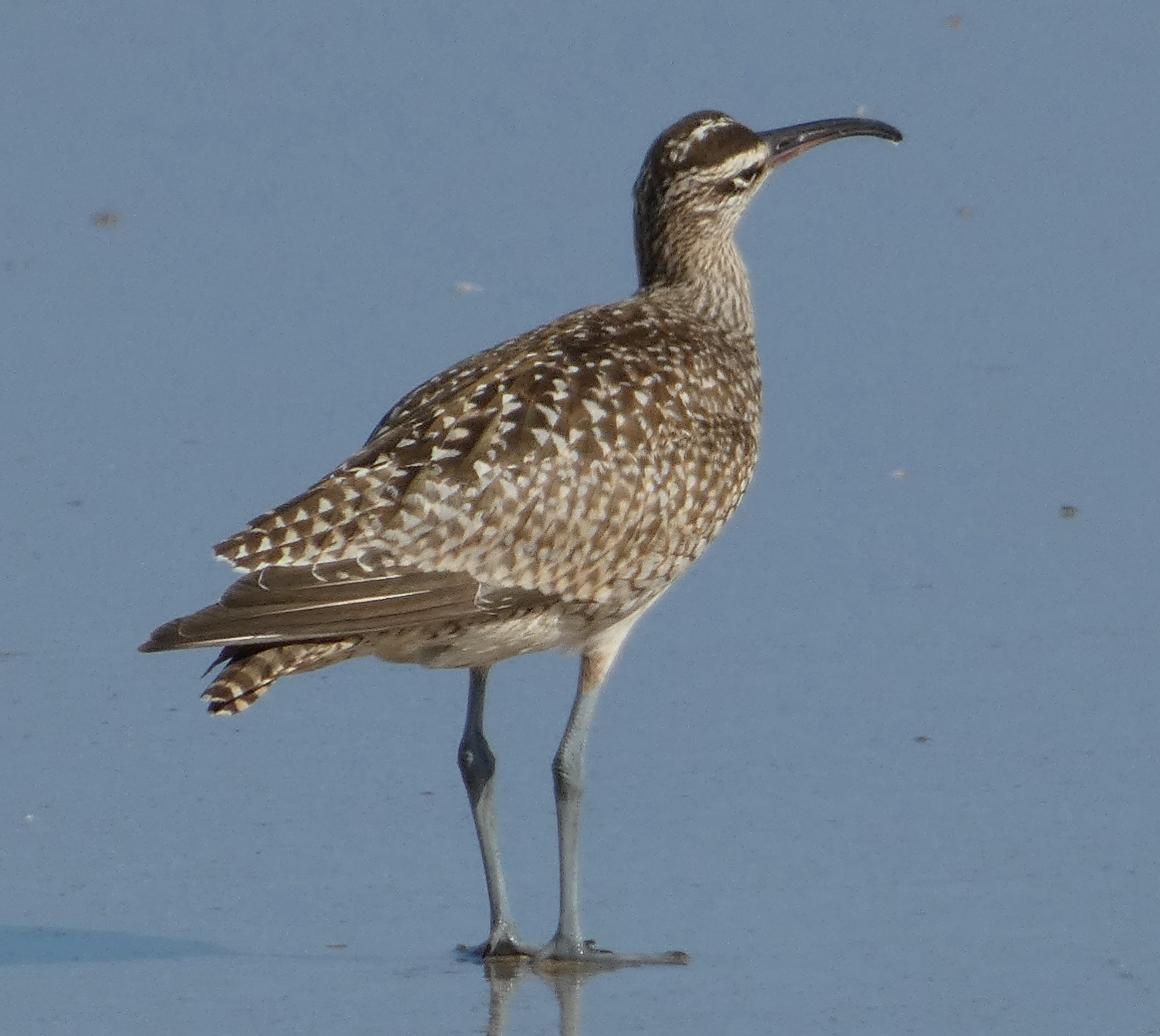 Regenbrachvogel - ML485746431