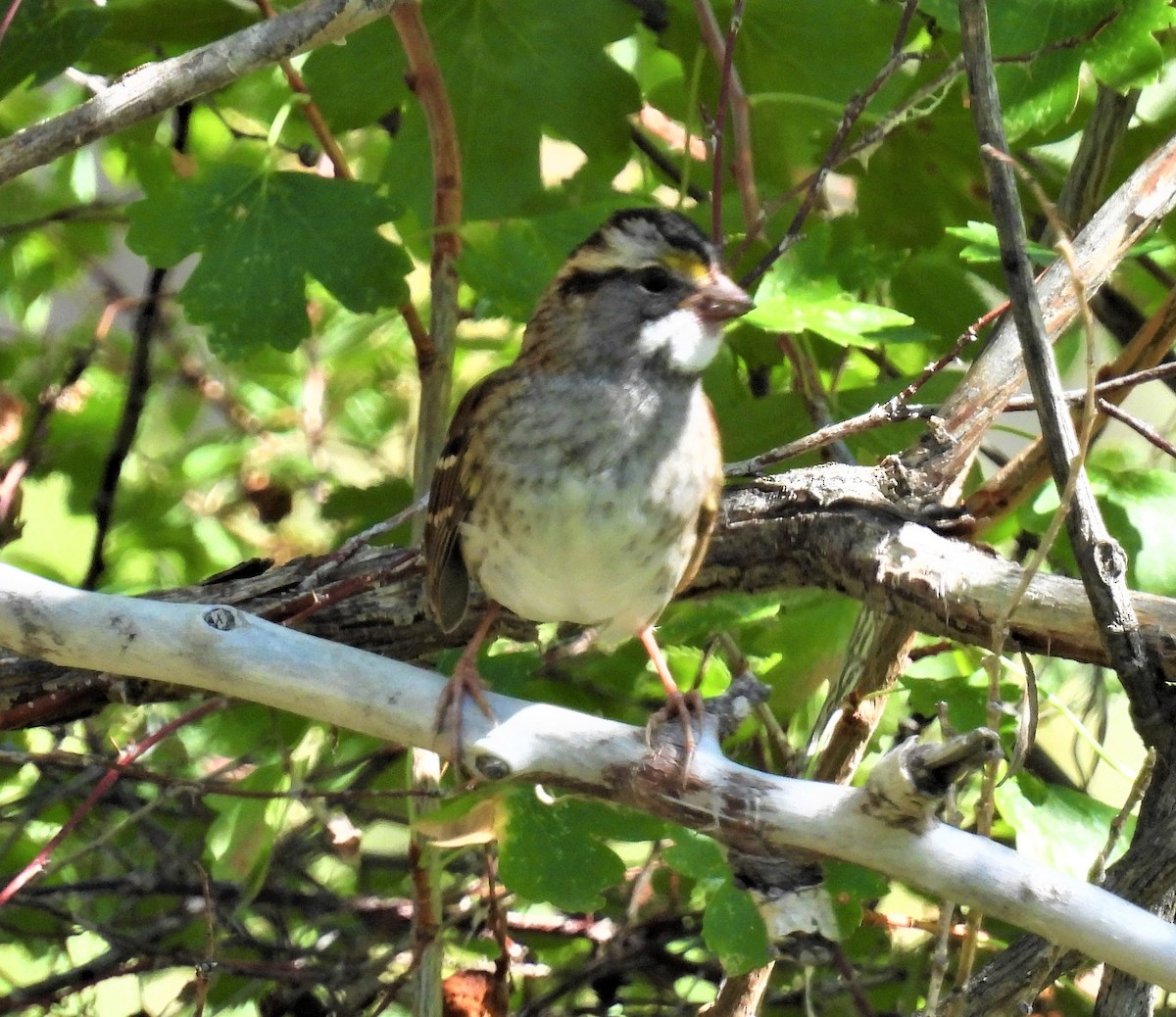 White-throated Sparrow - ML485748821