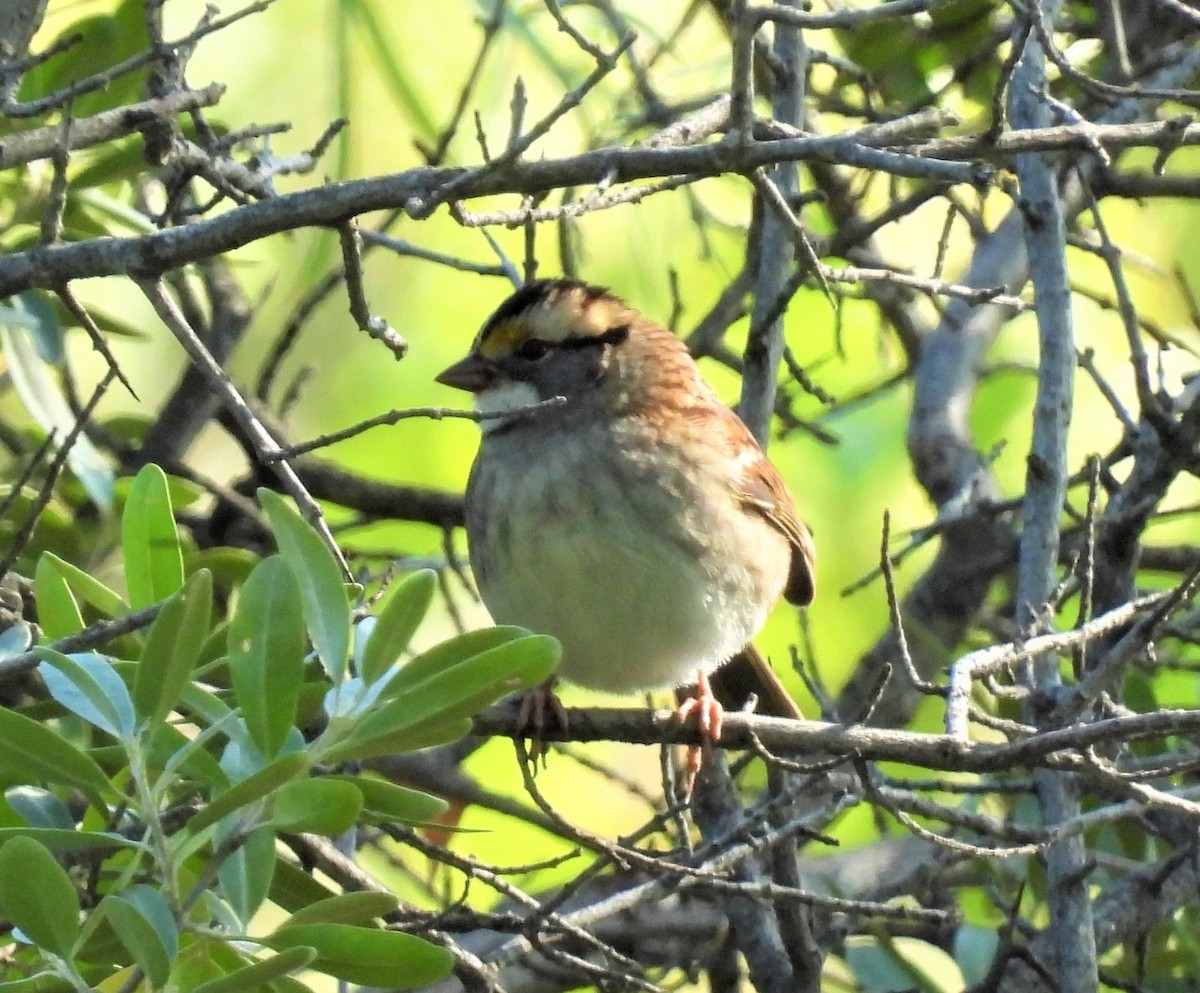 White-throated Sparrow - ML485748841