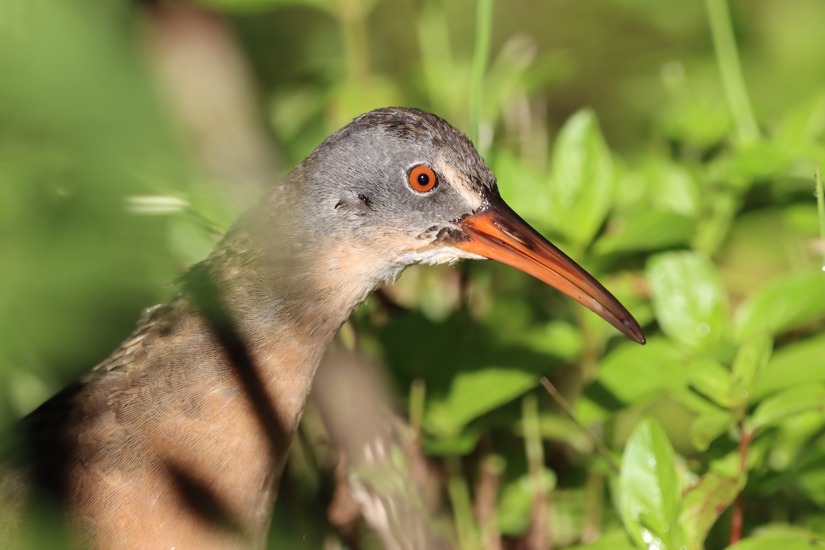 Virginia Rail - Carrie Chapin