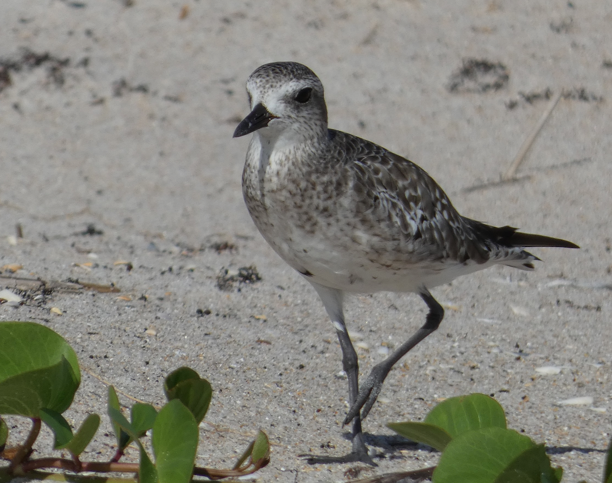 Black-bellied Plover - ML485750631