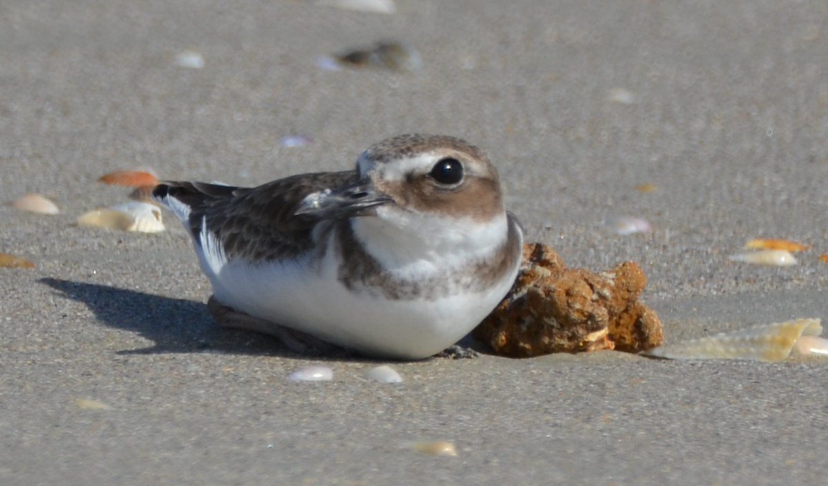 Wilson's Plover - ML485751191