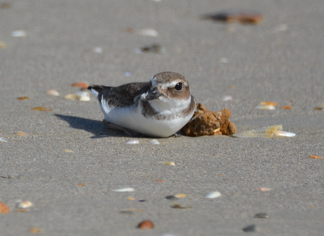 Wilson's Plover - ML485751201