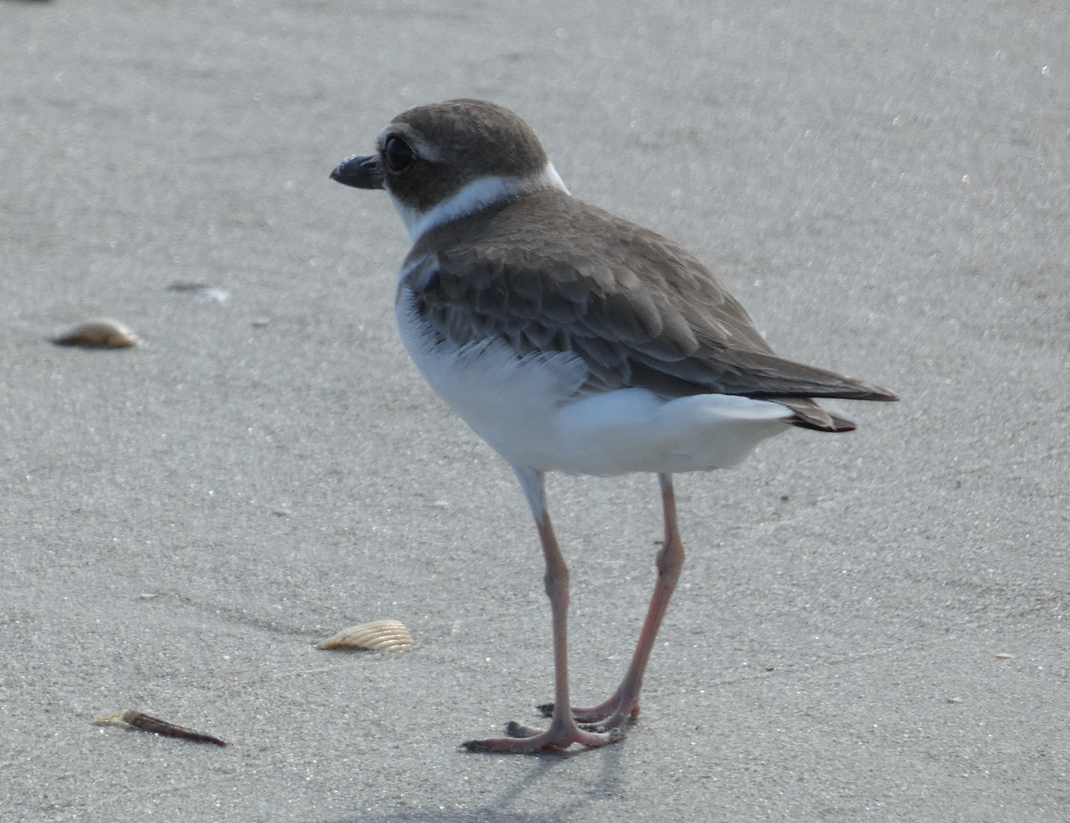 Wilson's Plover - ML485751211