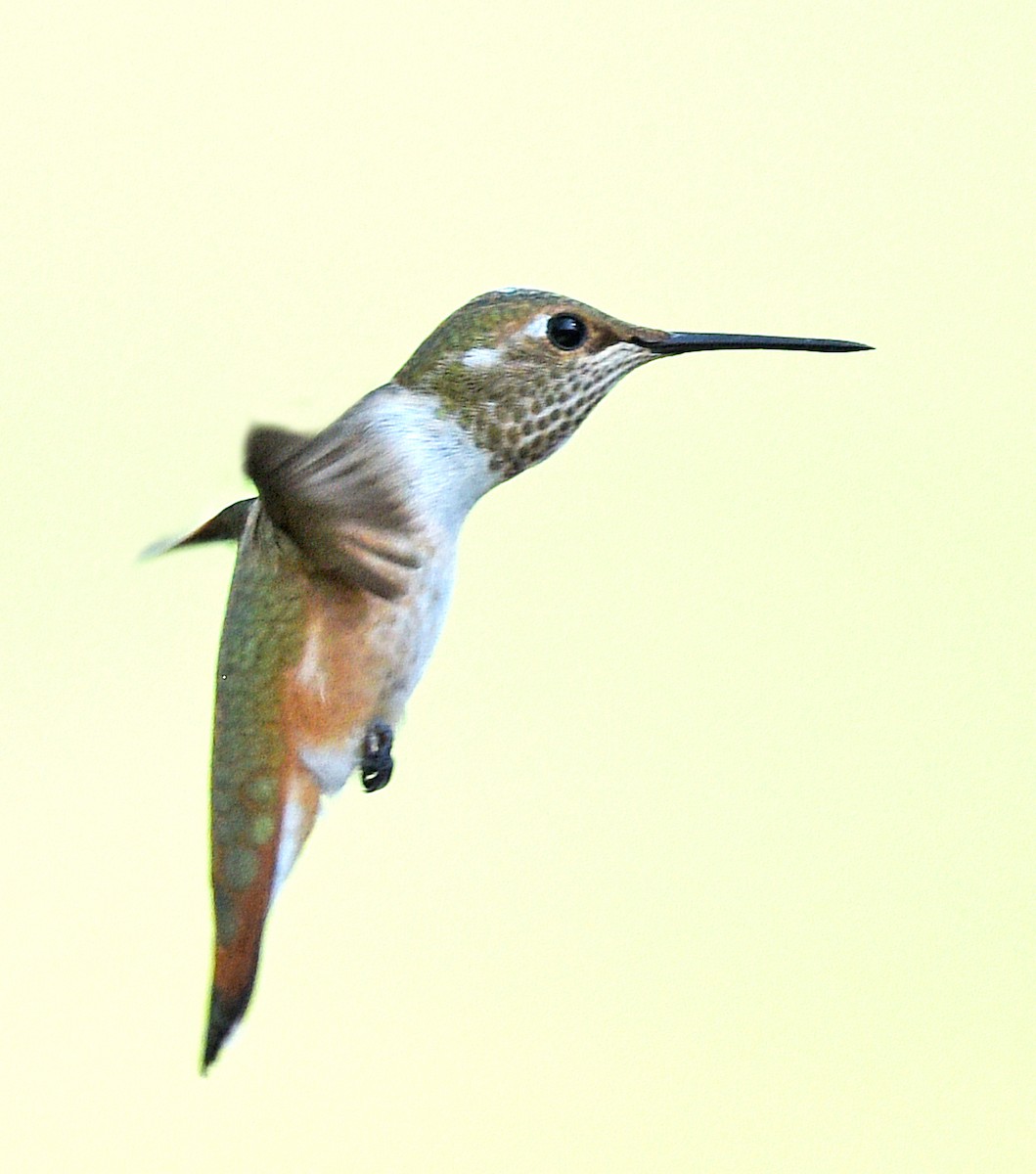 Rufous Hummingbird - ML485752241