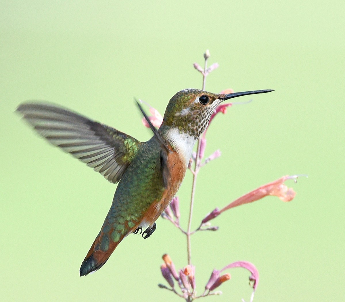 Rufous Hummingbird - ML485752251