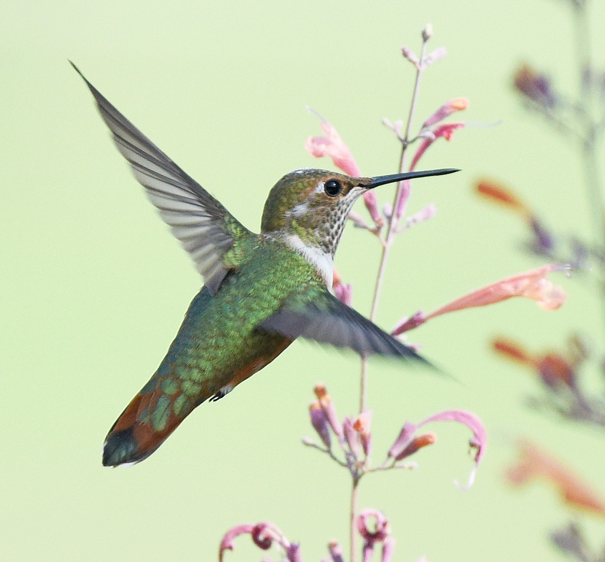 Rufous Hummingbird - ML485752261