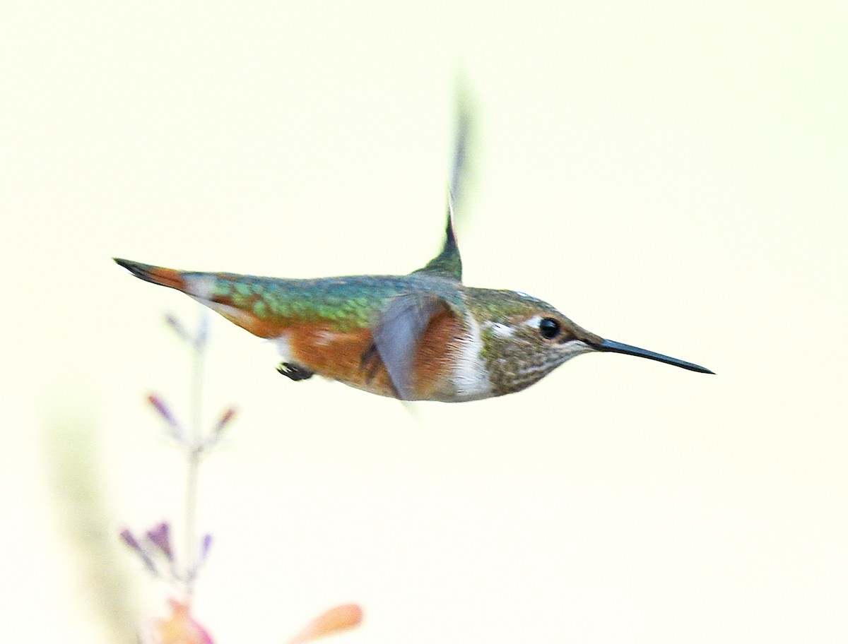 Rufous Hummingbird - ML485752271
