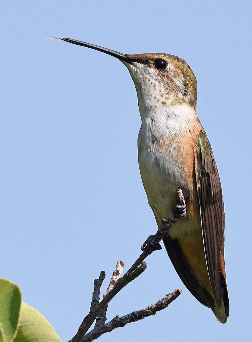 Rufous Hummingbird - ML485752281