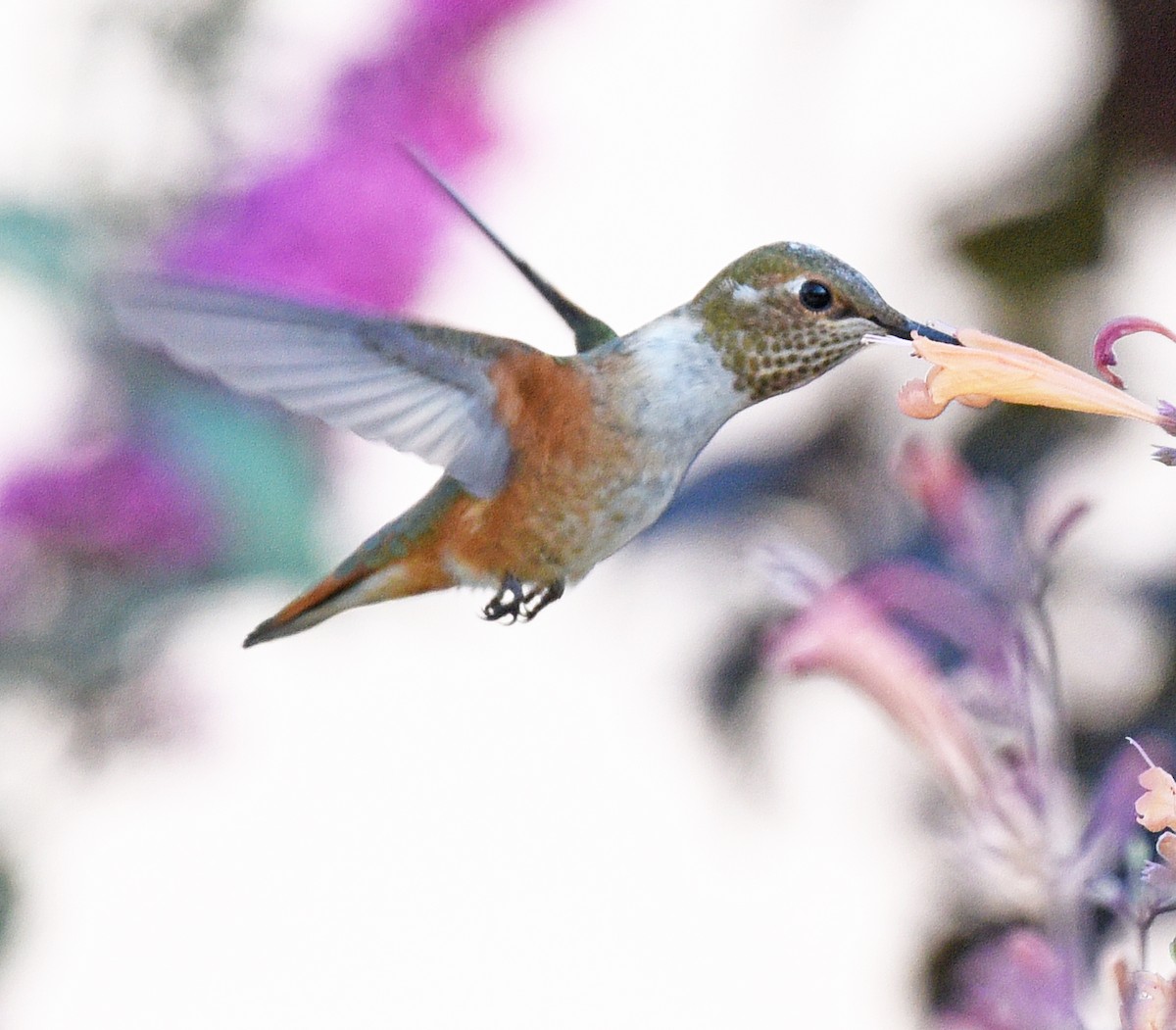 Rufous Hummingbird - ML485752301