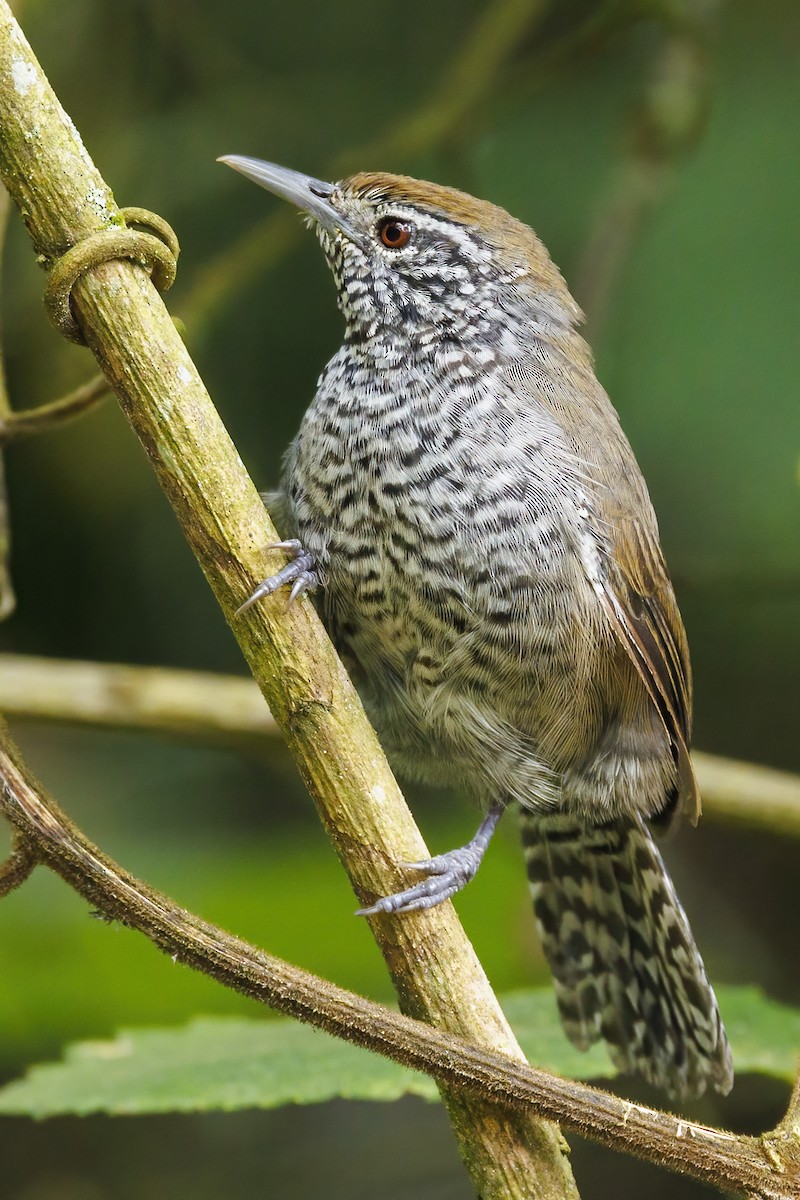 Speckle-breasted Wren (Colombian) - Peter Hawrylyshyn