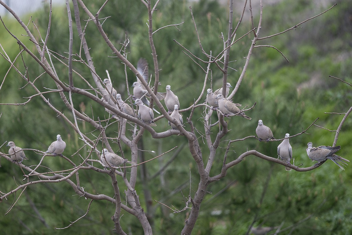 Eurasian Collared-Dove - Bernardo Alps