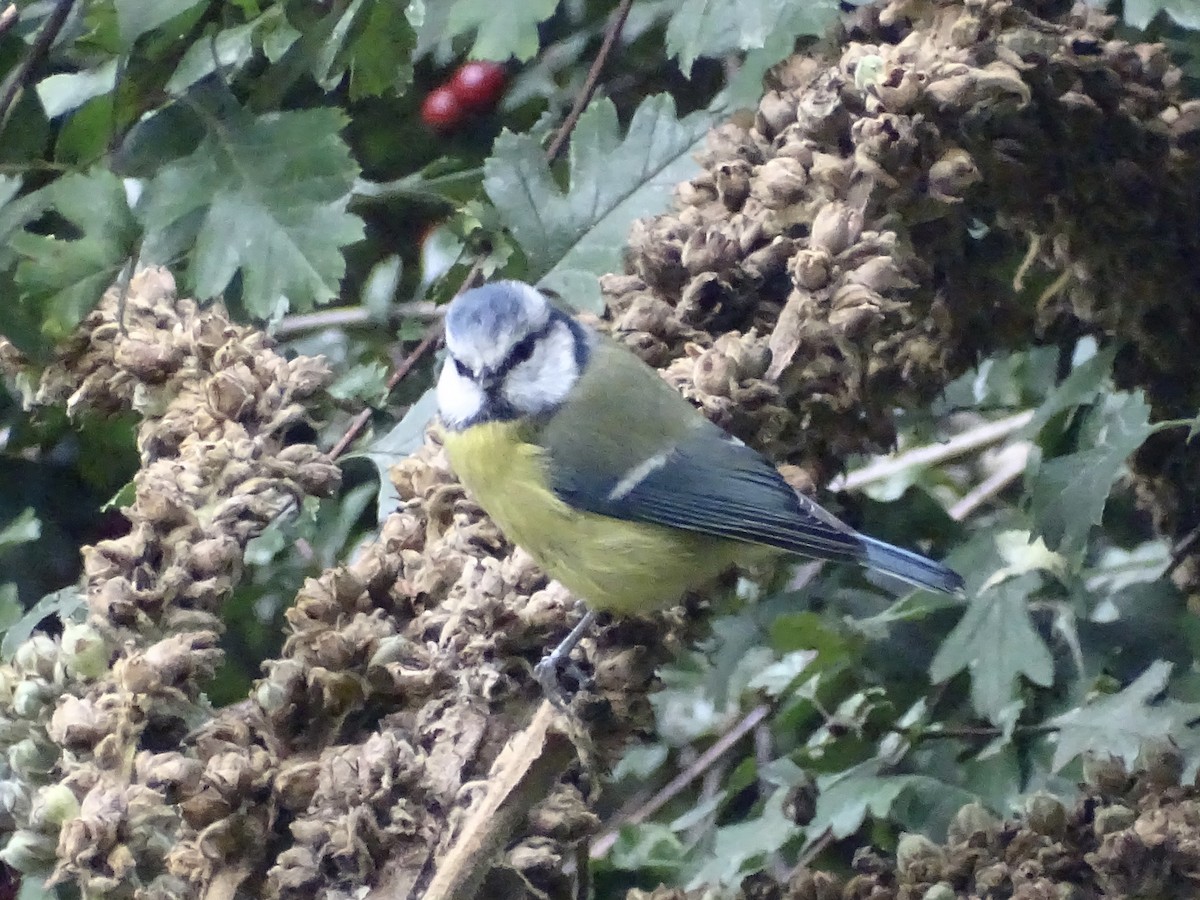 Eurasian Blue Tit - ML485753991