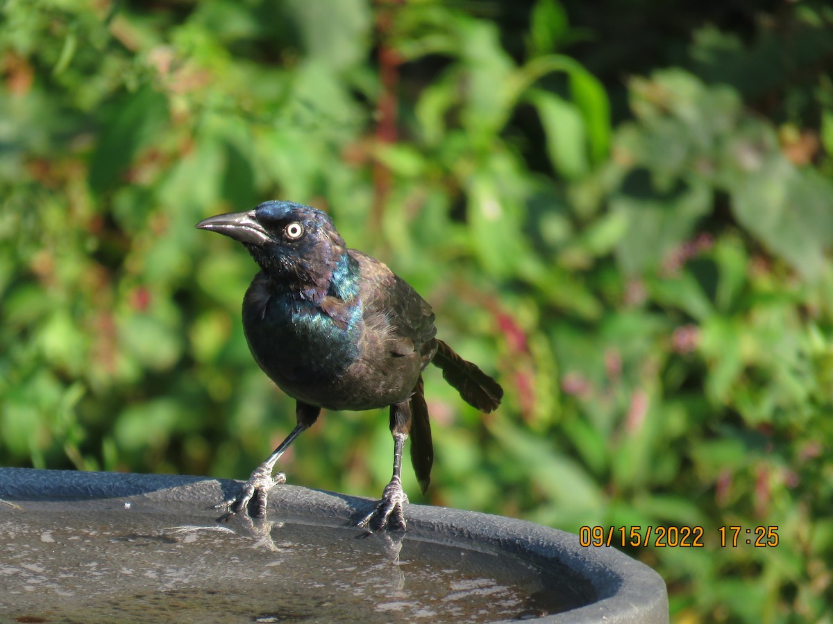 Common Grackle - ML485754611