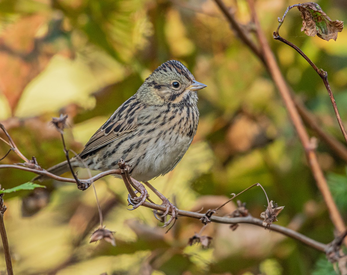 Lincoln's Sparrow - ML485755491