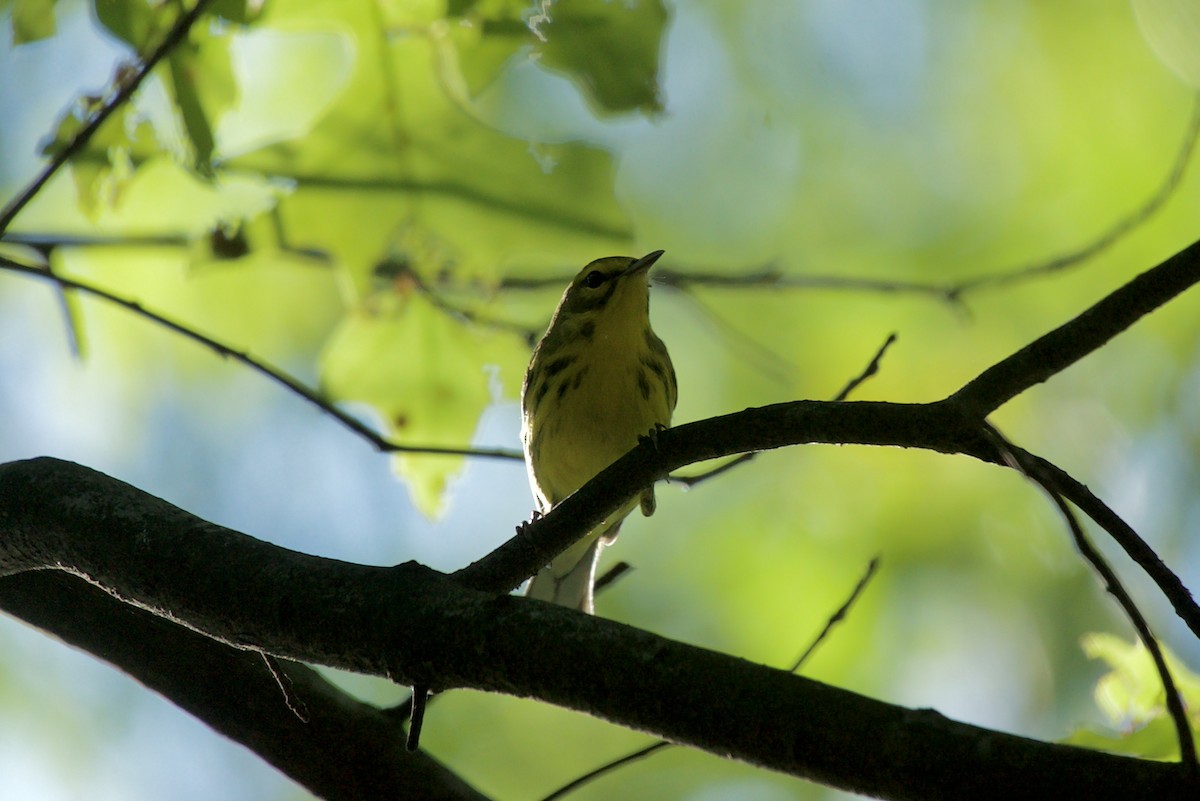 Prairie Warbler - ML485757321