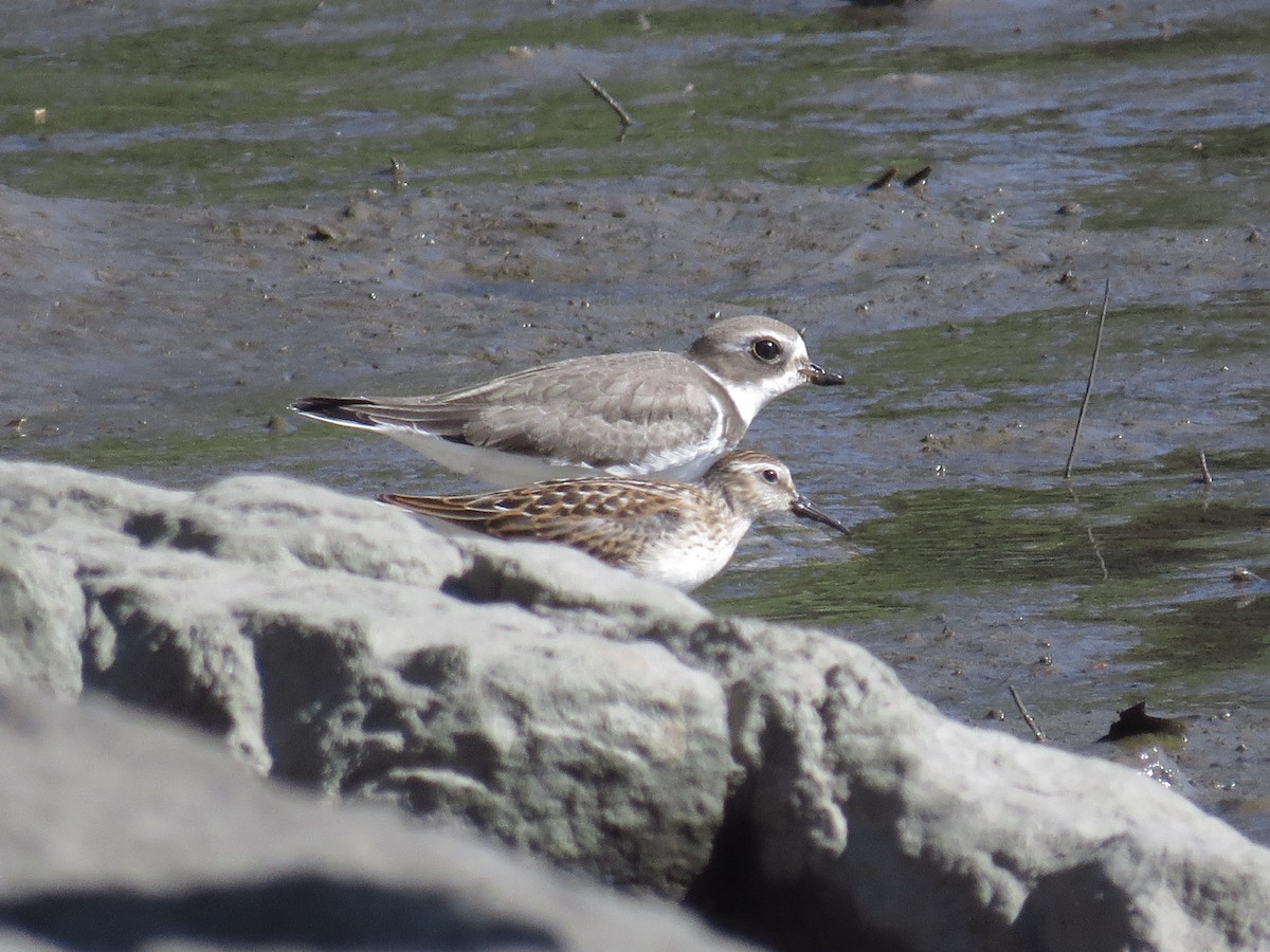 Semipalmated Plover - ML485757861