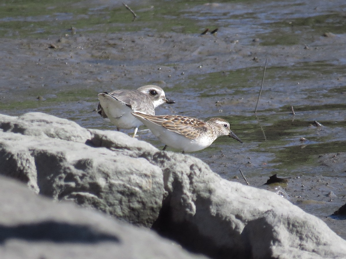 Semipalmated Plover - ML485757871